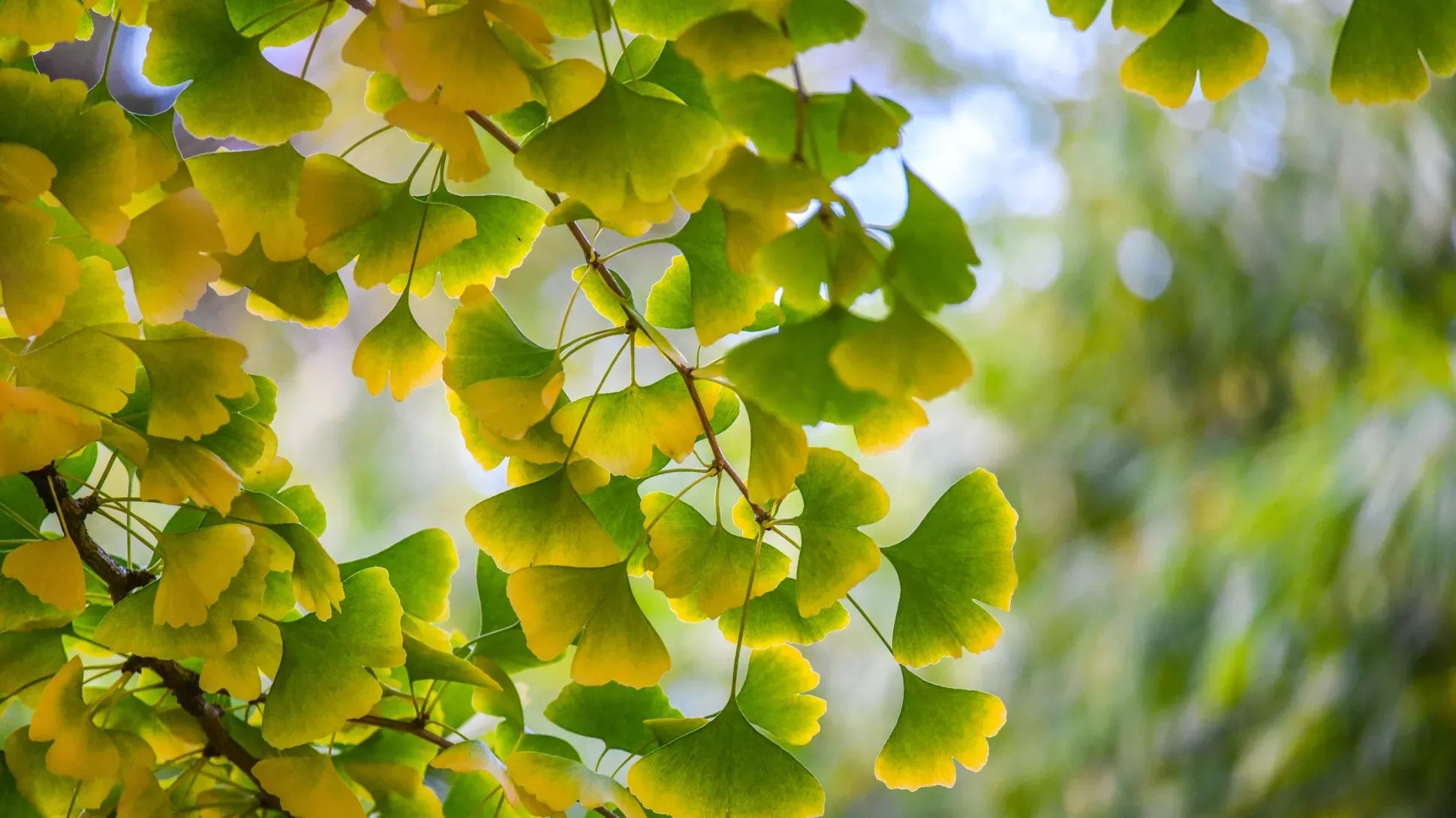 Can You Take Ginkgo Biloba Daily? A Straightforward Guide for Nootropi
