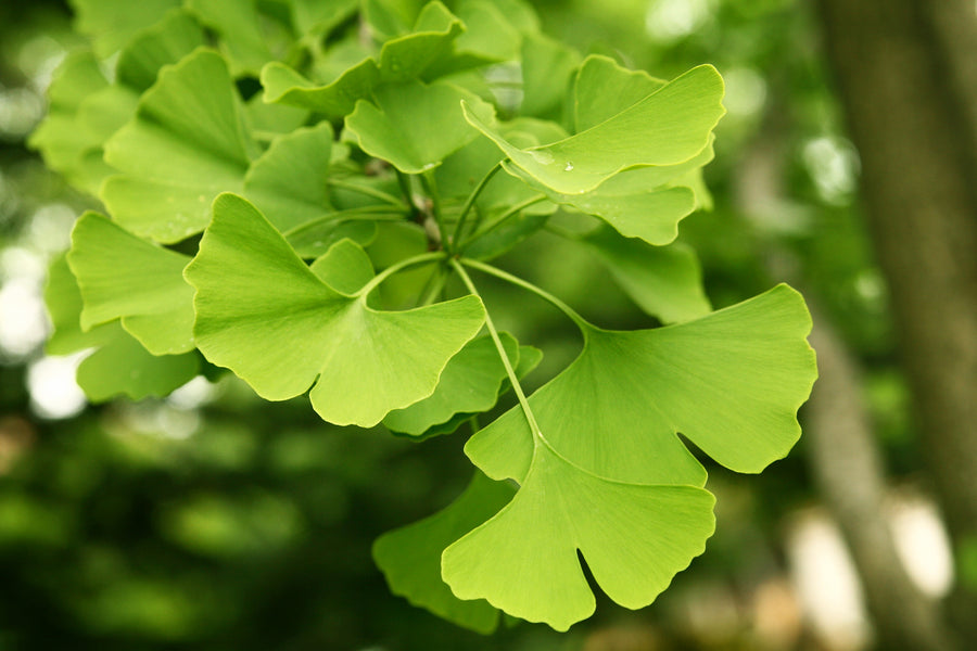 How Long Does Ginkgo Biloba Take To Start Working? Nooceptin Users' Experience Revealed