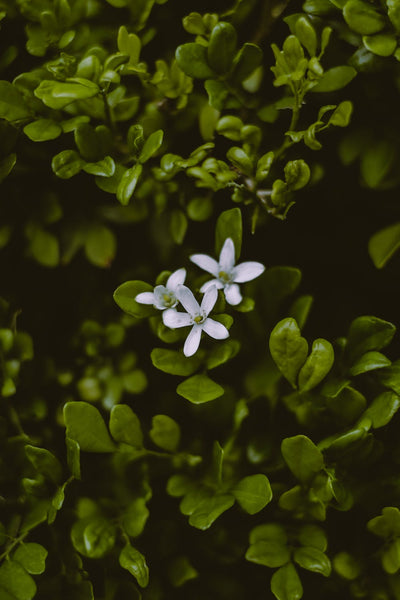 Bacopa Monnieri Dosage: How much should you take?