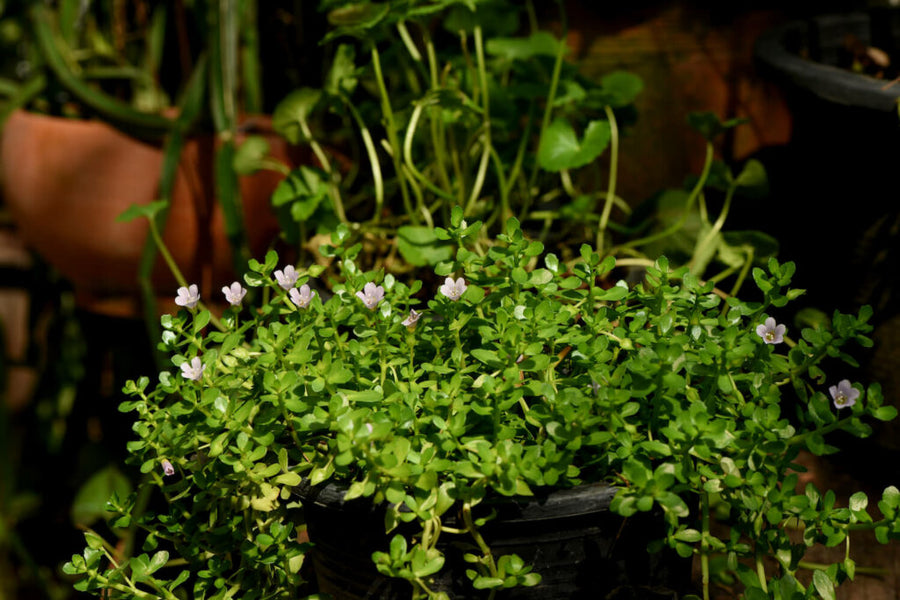 Can You Take Bacopa Monnieri Every Day?