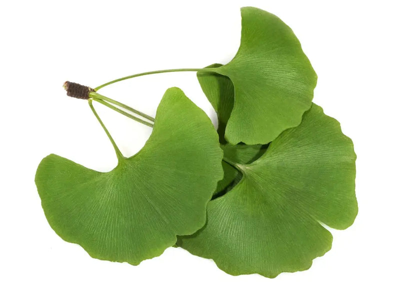 Does Ginkgo Biloba Help with Anxiety? Exploring Its Calming Effects