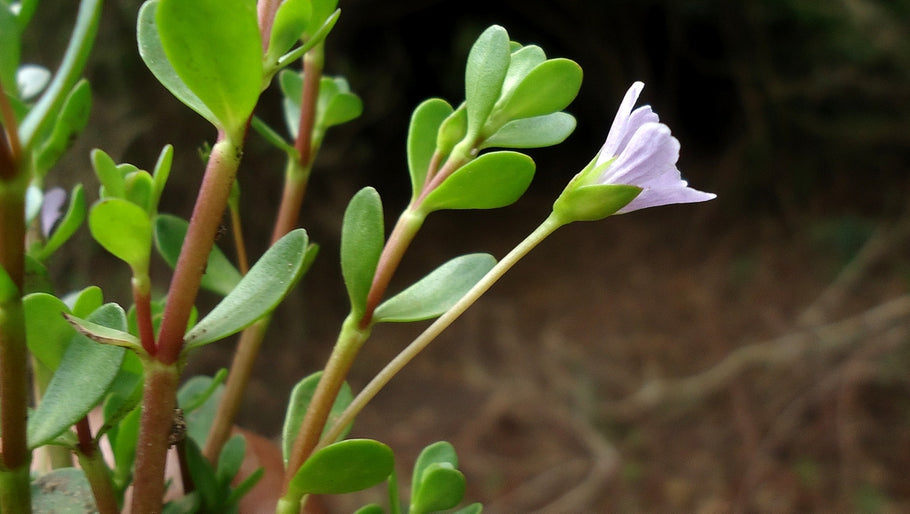 How long does it take Bacopa monnieri to work?