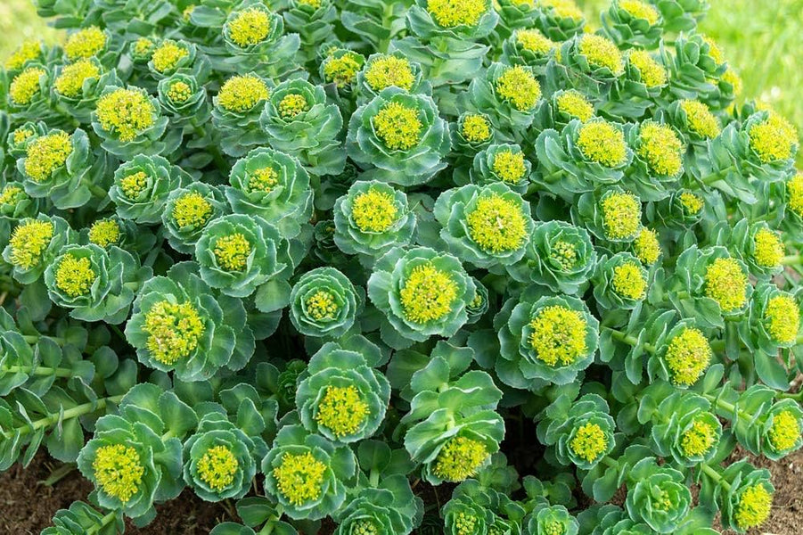 Should You Take Rhodiola Rosea Every Day? Exploring the Benefits and Potential Risks