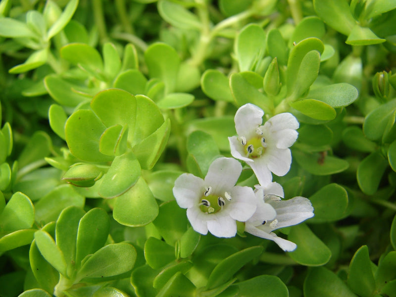 Is it safe to take Bacopa monnieri for a long time?