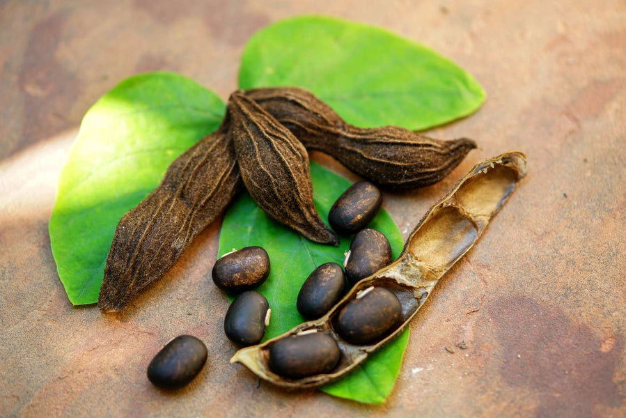 Mucuna Pruriens vs Tyrosine: Comparing Nootropic Effects and Benefits